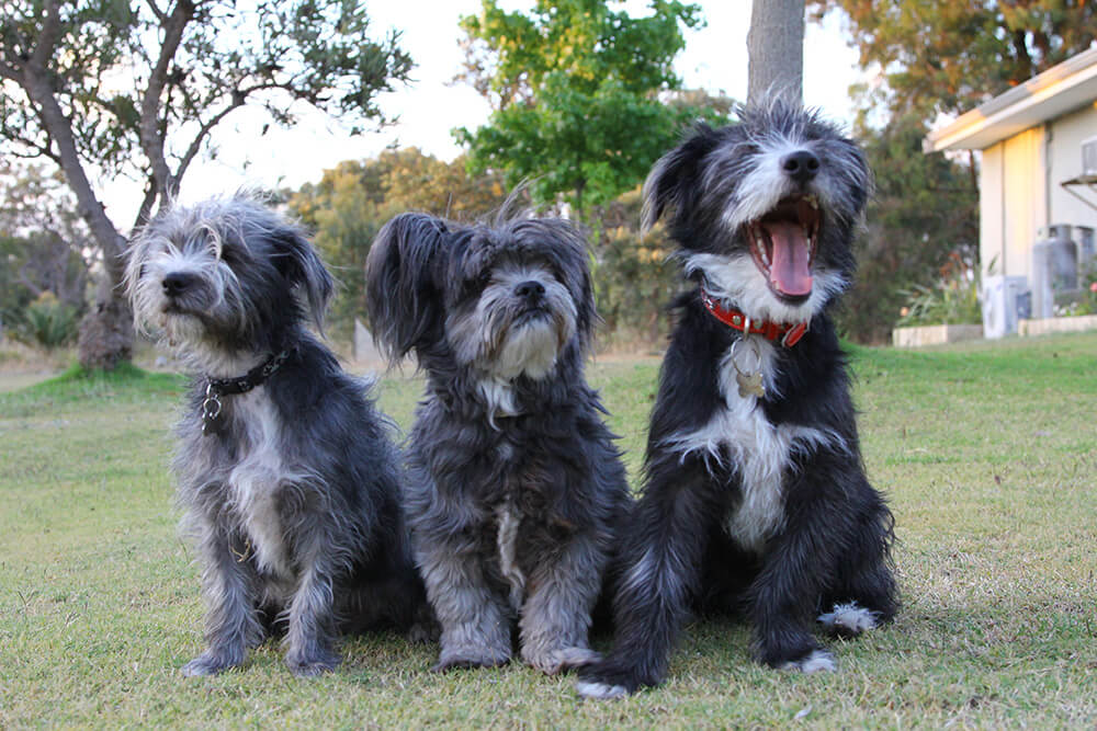 Puppy playtime in Kelmscott