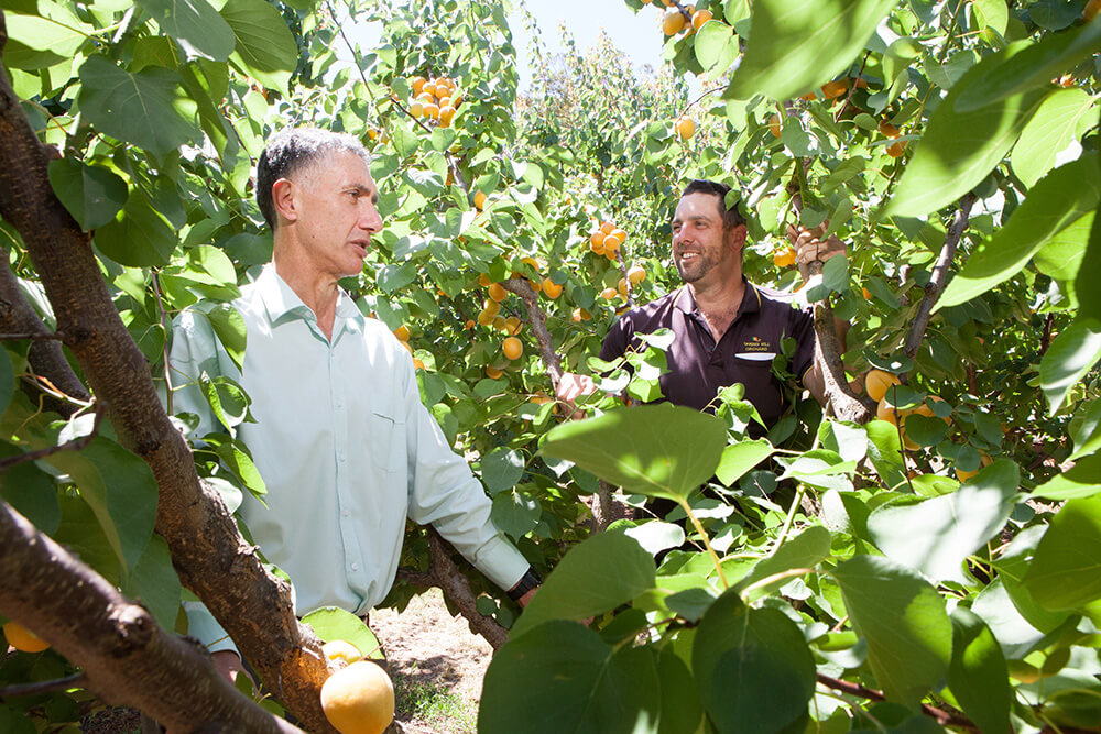 Growers fear future of market city
