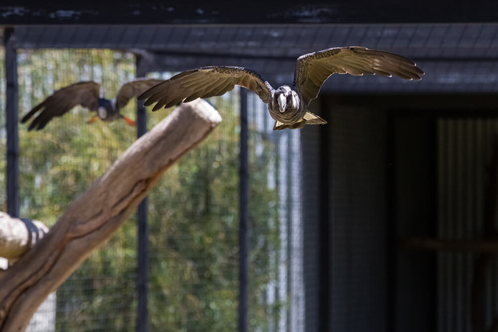 Gravel mine proposed for black cockatoo breeding site