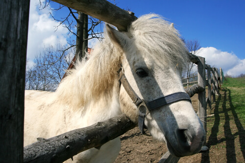 City dumps course after pony club creates a ‘minefield’