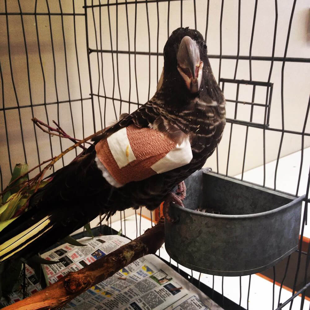 Sweetie success for rehab centre