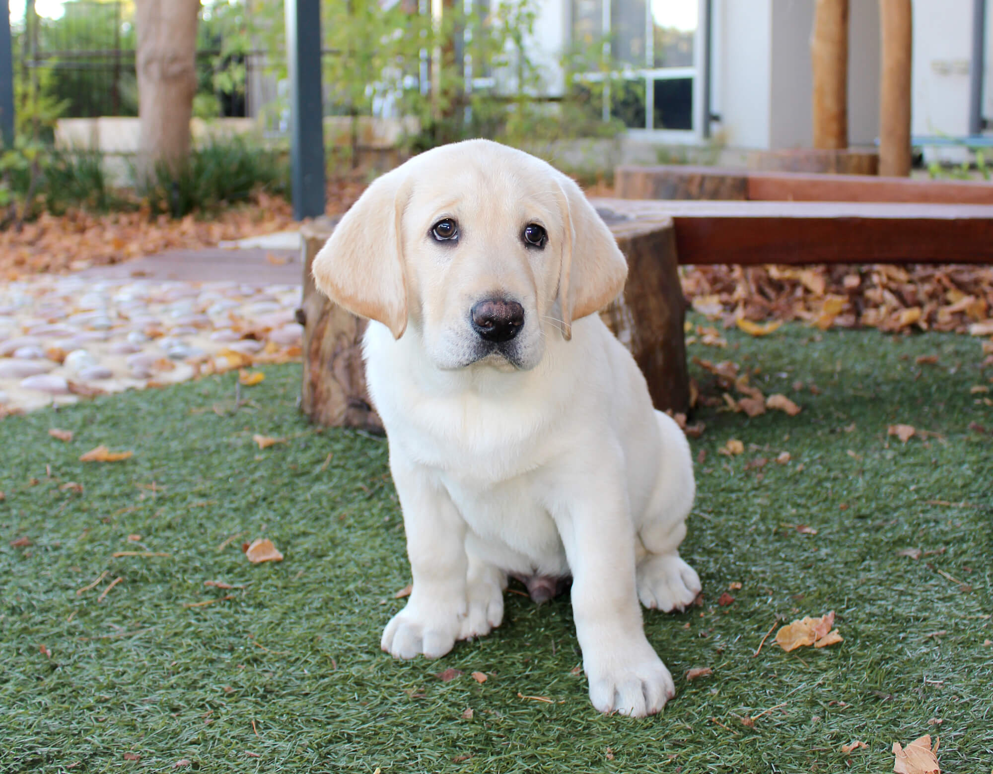 Puppy play time