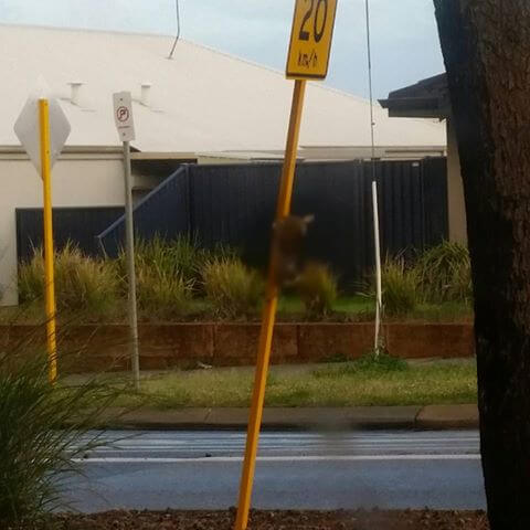 Byford residents shocked after finding dead rabbit