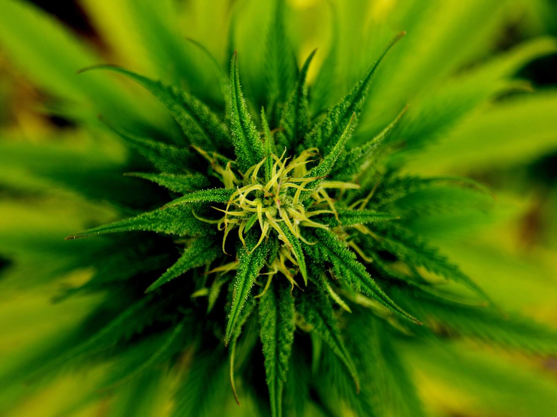 Medicinal Cannabis coming