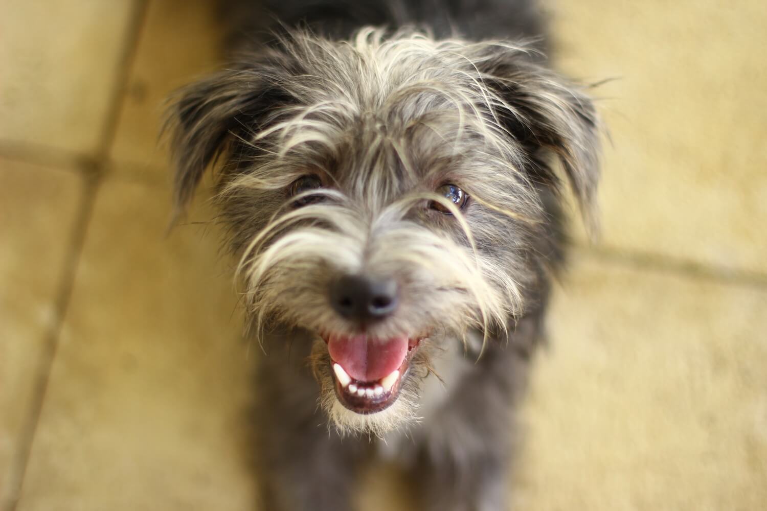 Baking goodies for animals