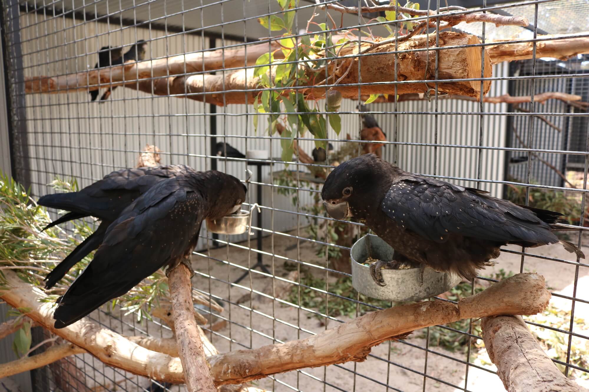 Attacks on cockies sees centre flooded with bird