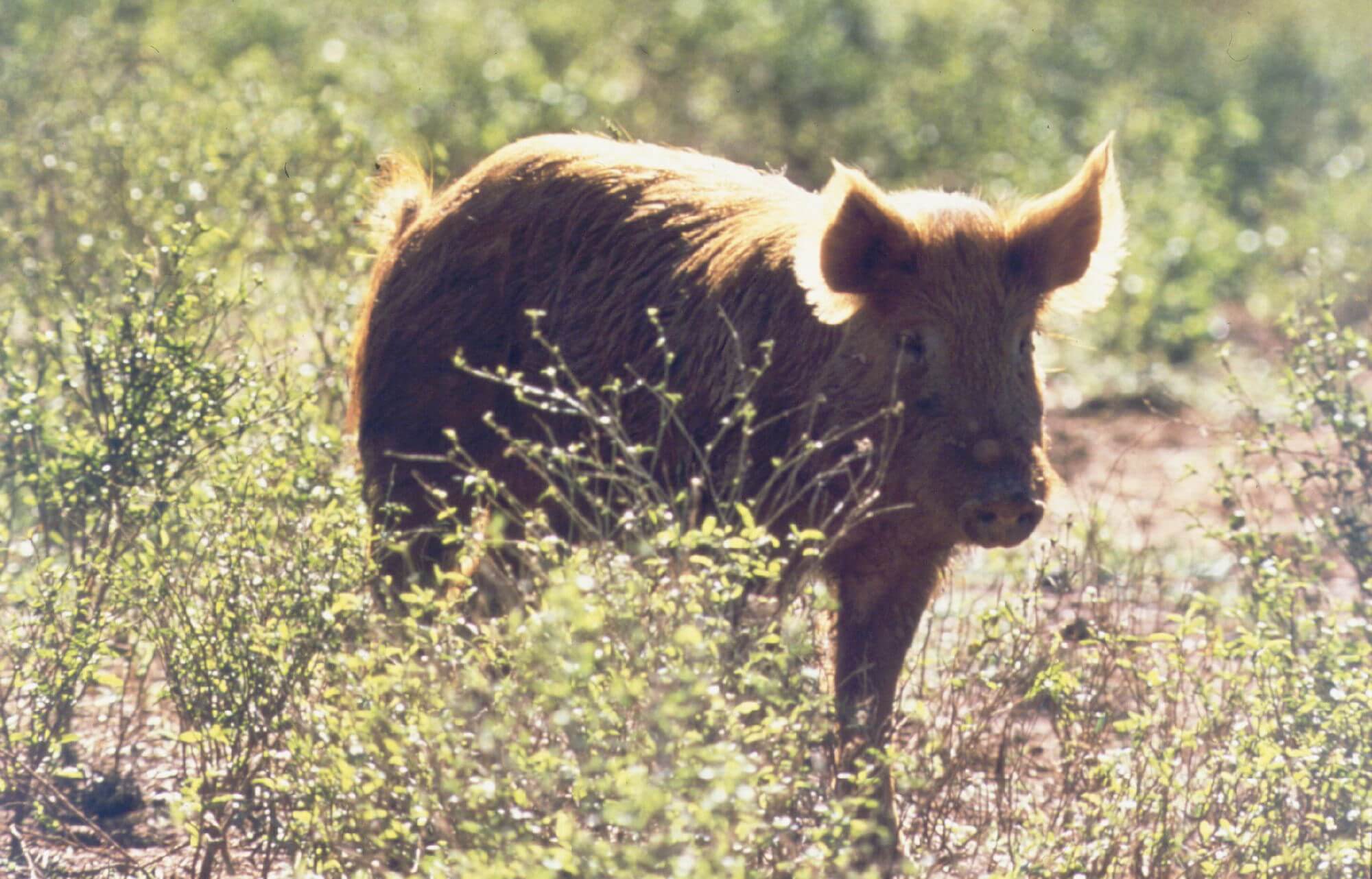 Pigs running wild