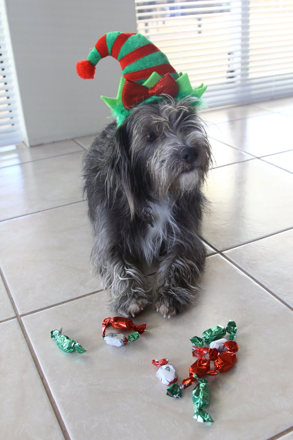 Take extra care with pets this holiday season