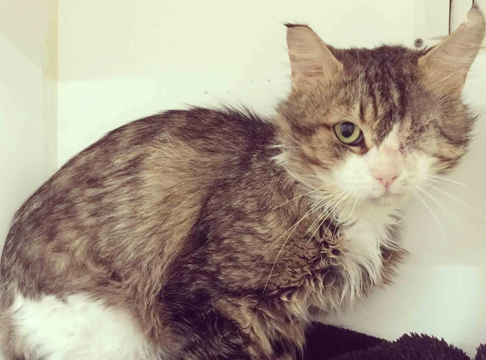 Can you give Winky a home for the holidays?