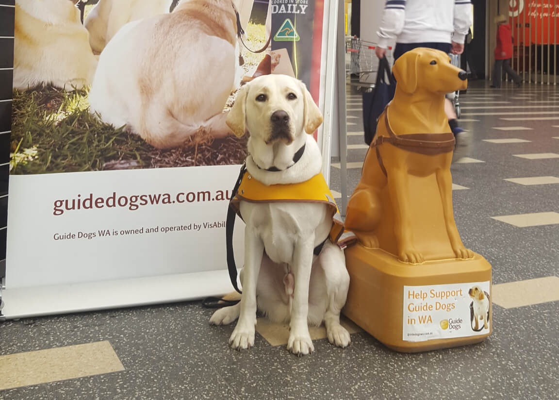 Thief steals guide dog money from Kelmscott shop