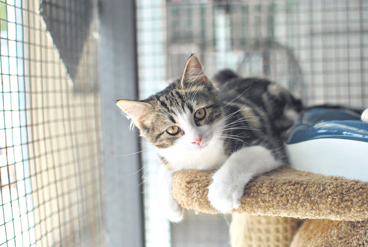 Help find a pet a home