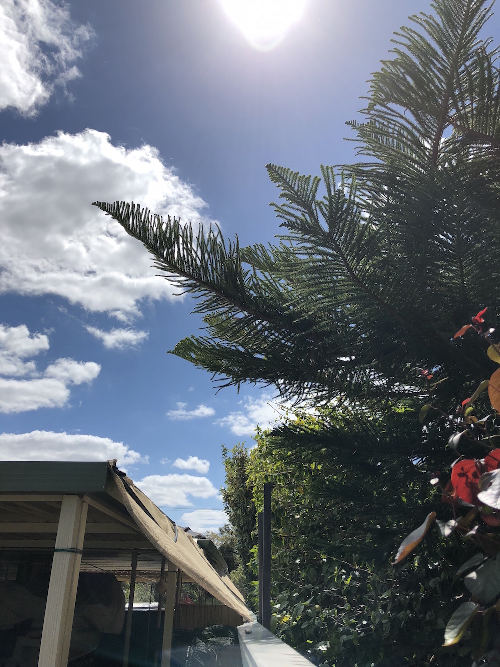 Trees prove to be a real pine