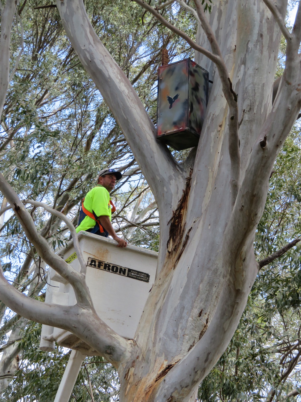 Green army helps the humble cockatoo with a nest box