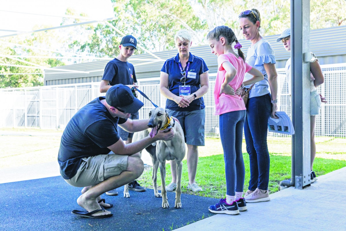 High adoption rate shows greyhounds make great pets
