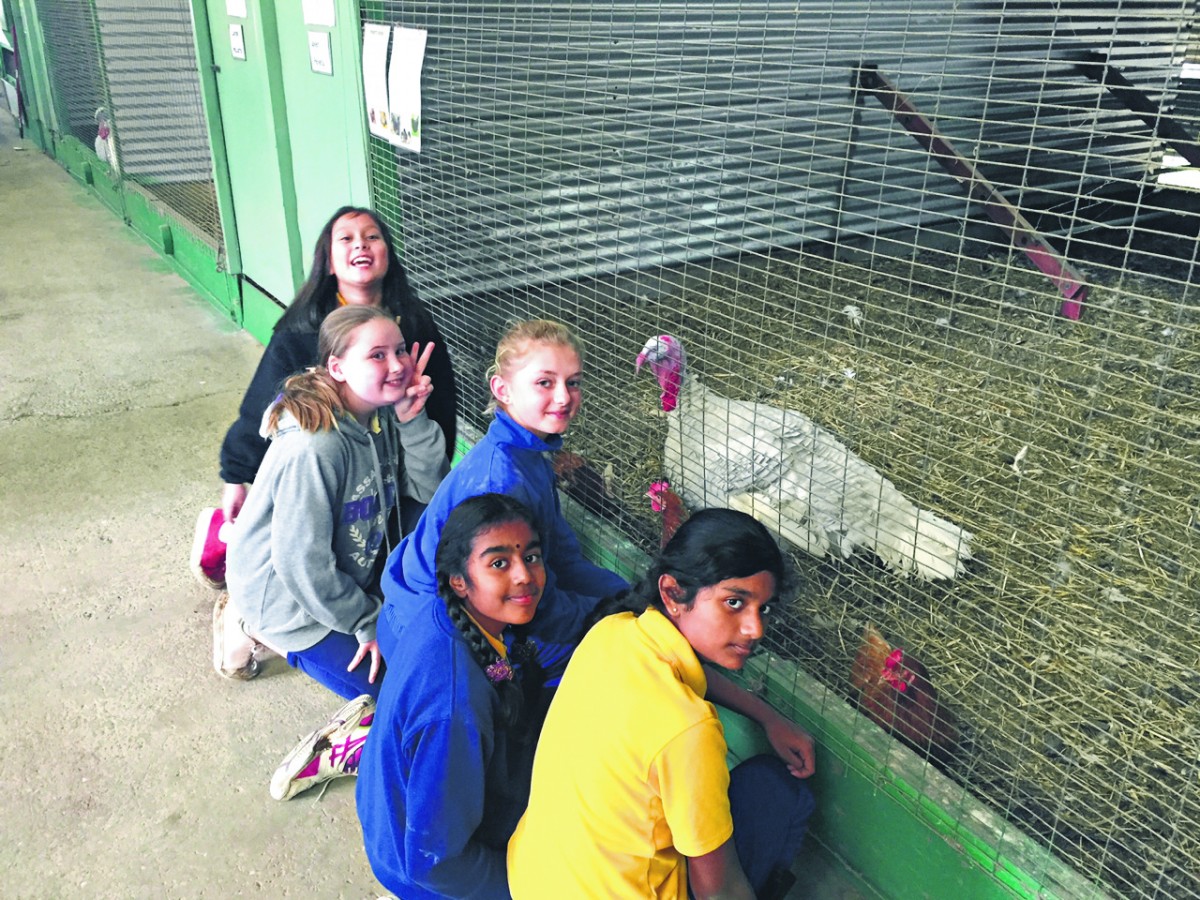 A taste of farm life