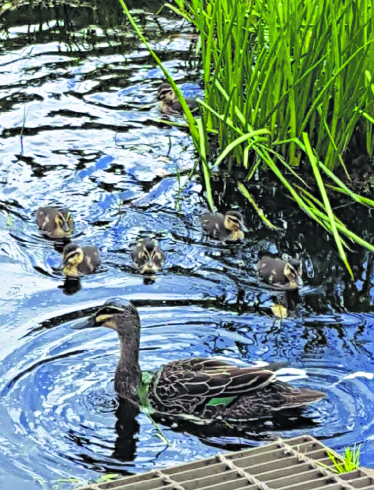 Watch out for our ducks