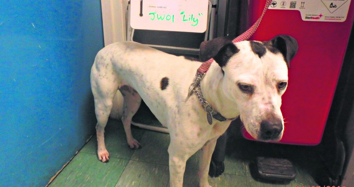 Groups shocked by cruelty figures