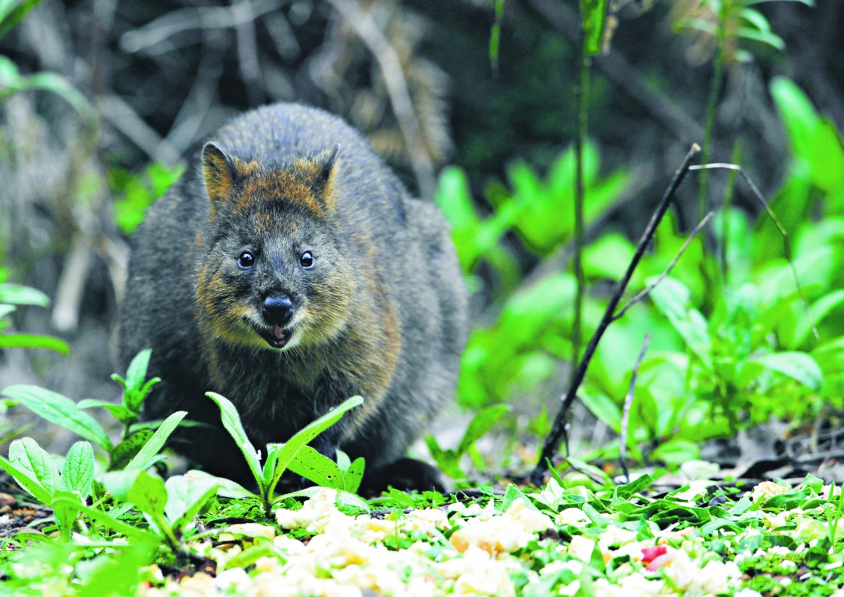 Jarrahdale’s secret wildlife