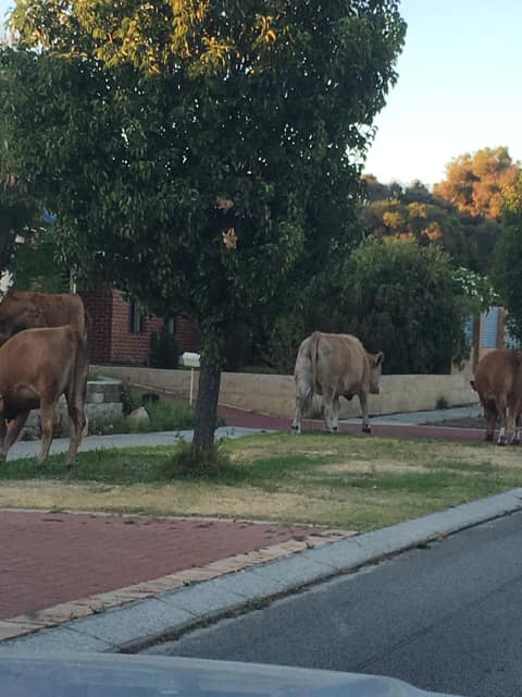 Hey, who let the cows out?