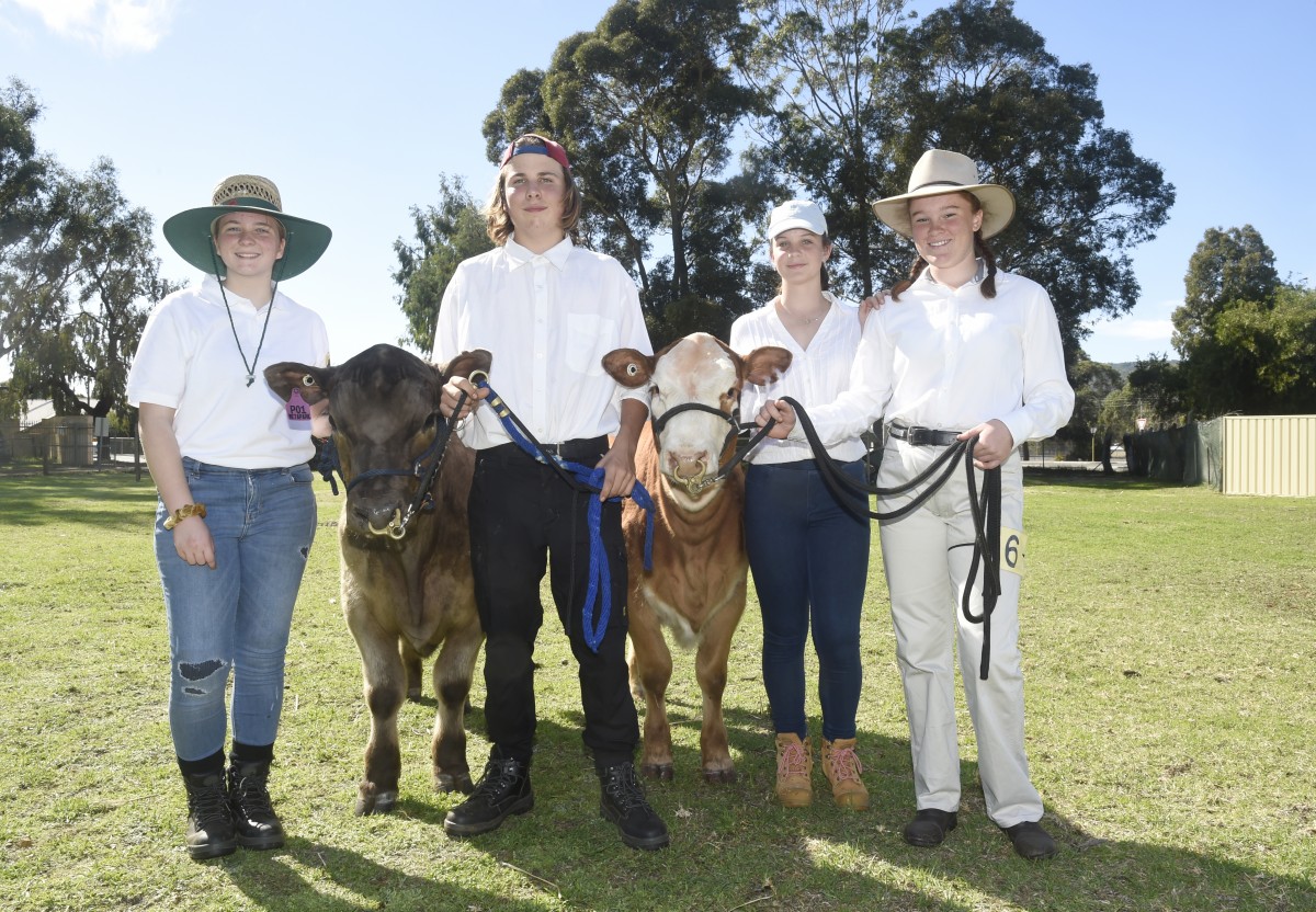 Show enables students to learn about cattle