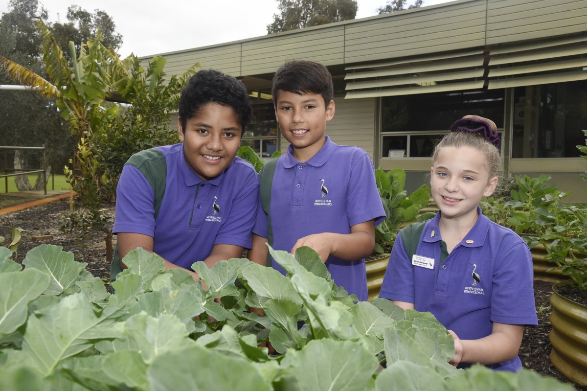 Students have lunch covered at Westfield Park