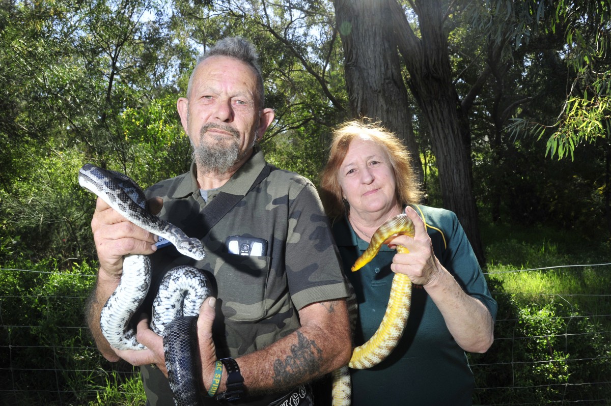 What to do if you see a snake