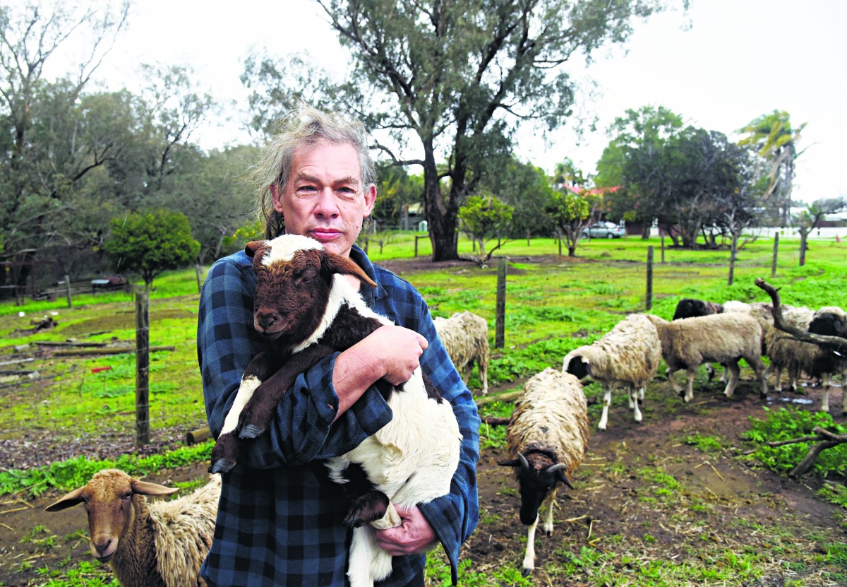Family distraught after discovering prized lamb missing
