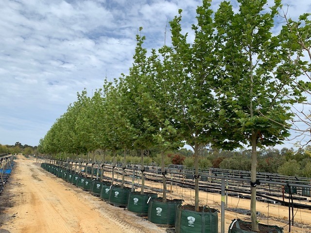 New rickshaw group a hit with residents