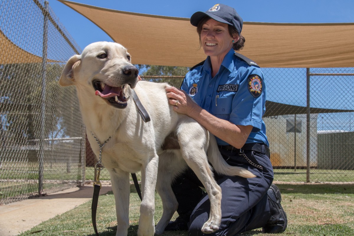Honours for top K9s