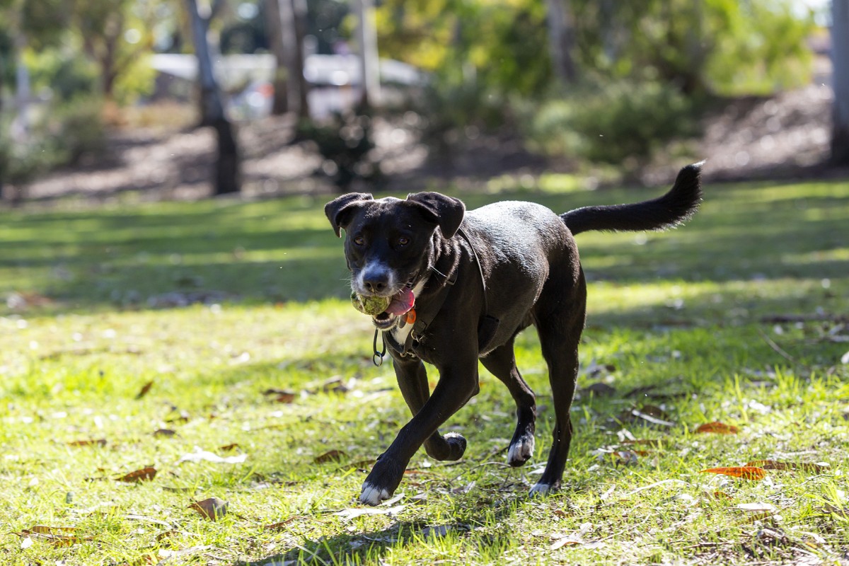 Adopt don’t shop these holidays