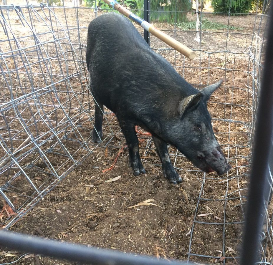 Residents forced to act on feral pig problem