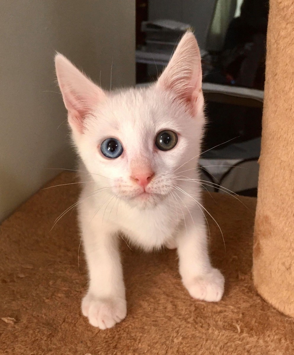 Adoptions remain open