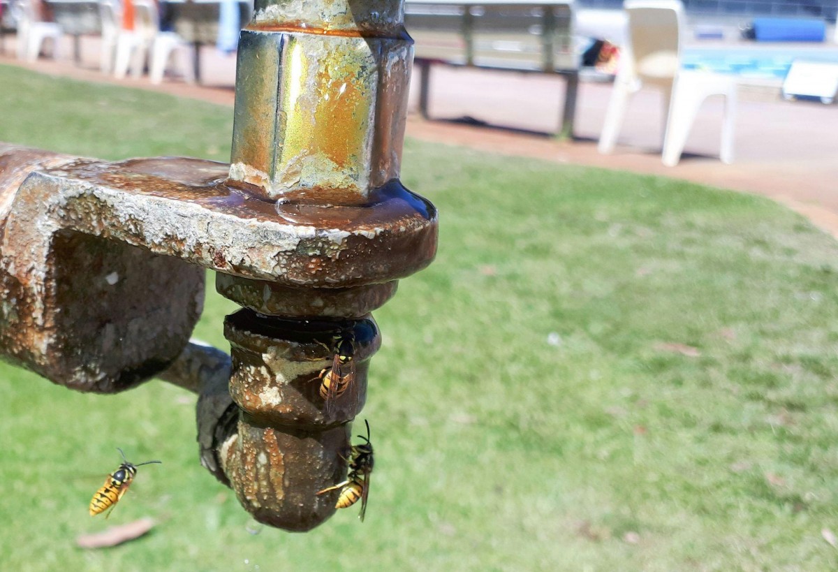 European wasp alert after 55 nests found