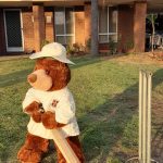 Cricket bear display