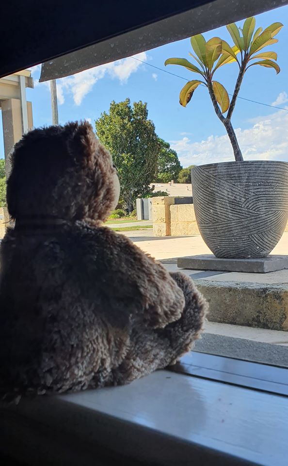 Plush bear hunt adds a bit of magic to children’s lives