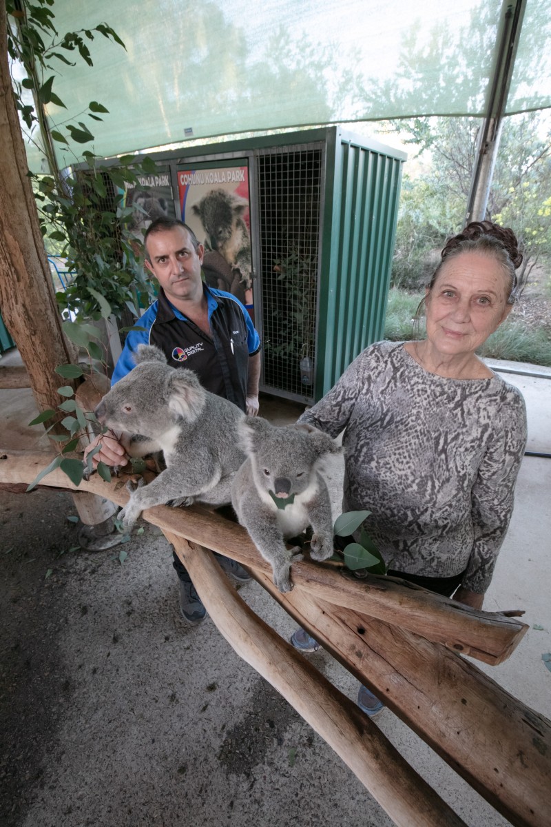 Koala park under threat