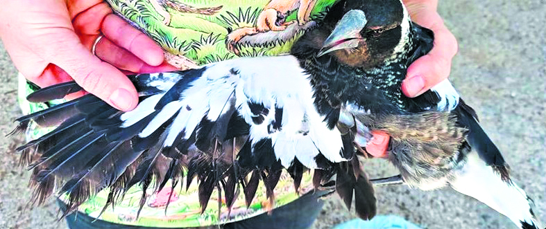 Shelter issues magpie warning