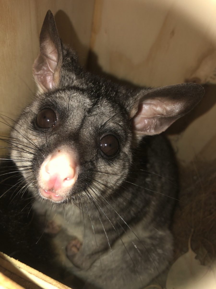 Have you seen possum Benji?