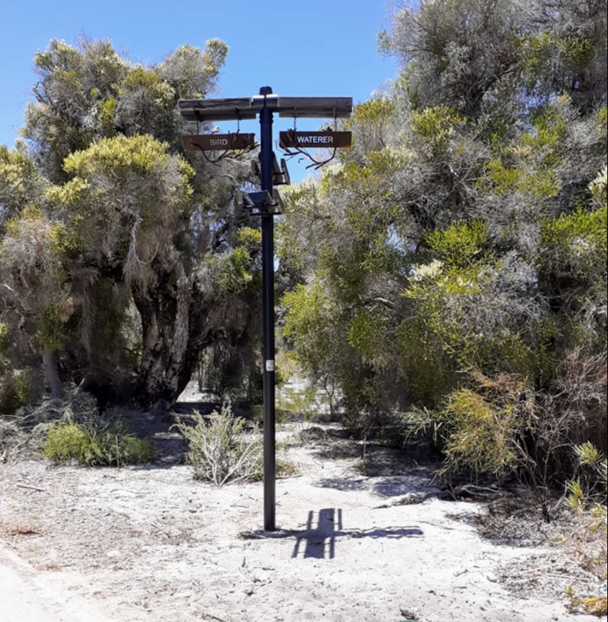 Local woman’s black cockatoo mission