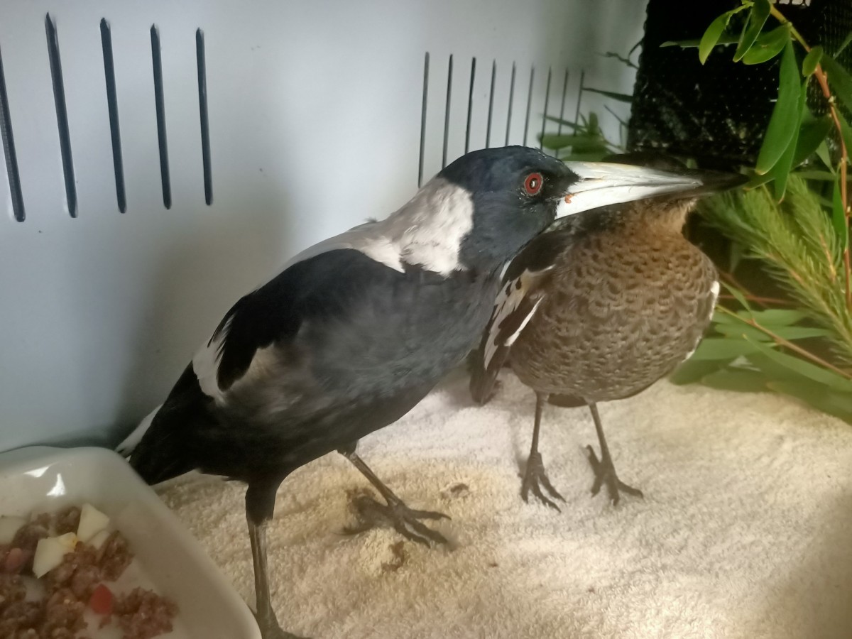 Magpies affected by mystery illness