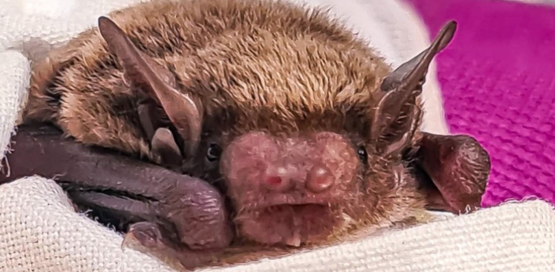 Community urged to look after microbats