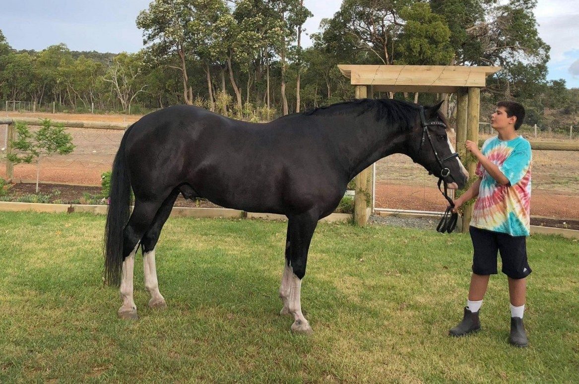 ‘Rug-destroying’ pony keeps locals amused