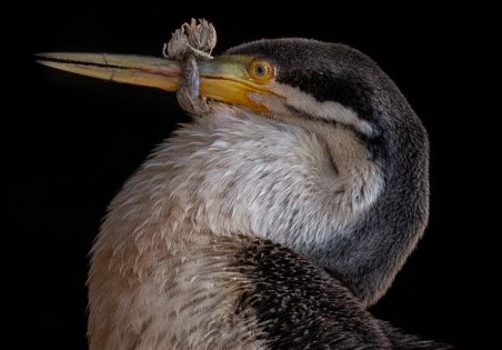 Injured birds found in Shelley, Riverton