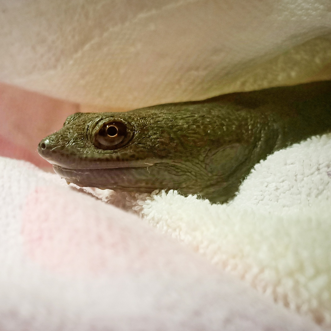 Lost turtle may be 20 years old