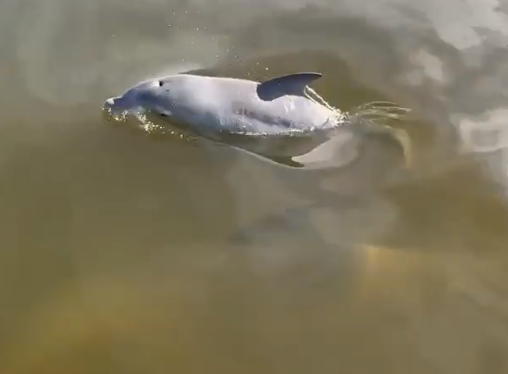 Death of dolphin calf sparks outrage
