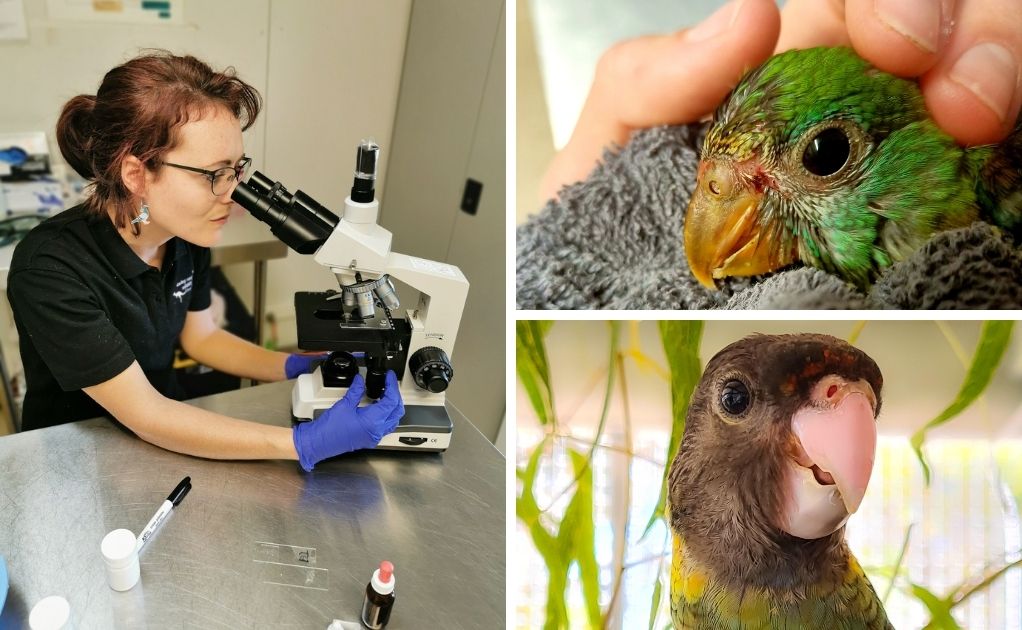 Shelters looking after sick birds
