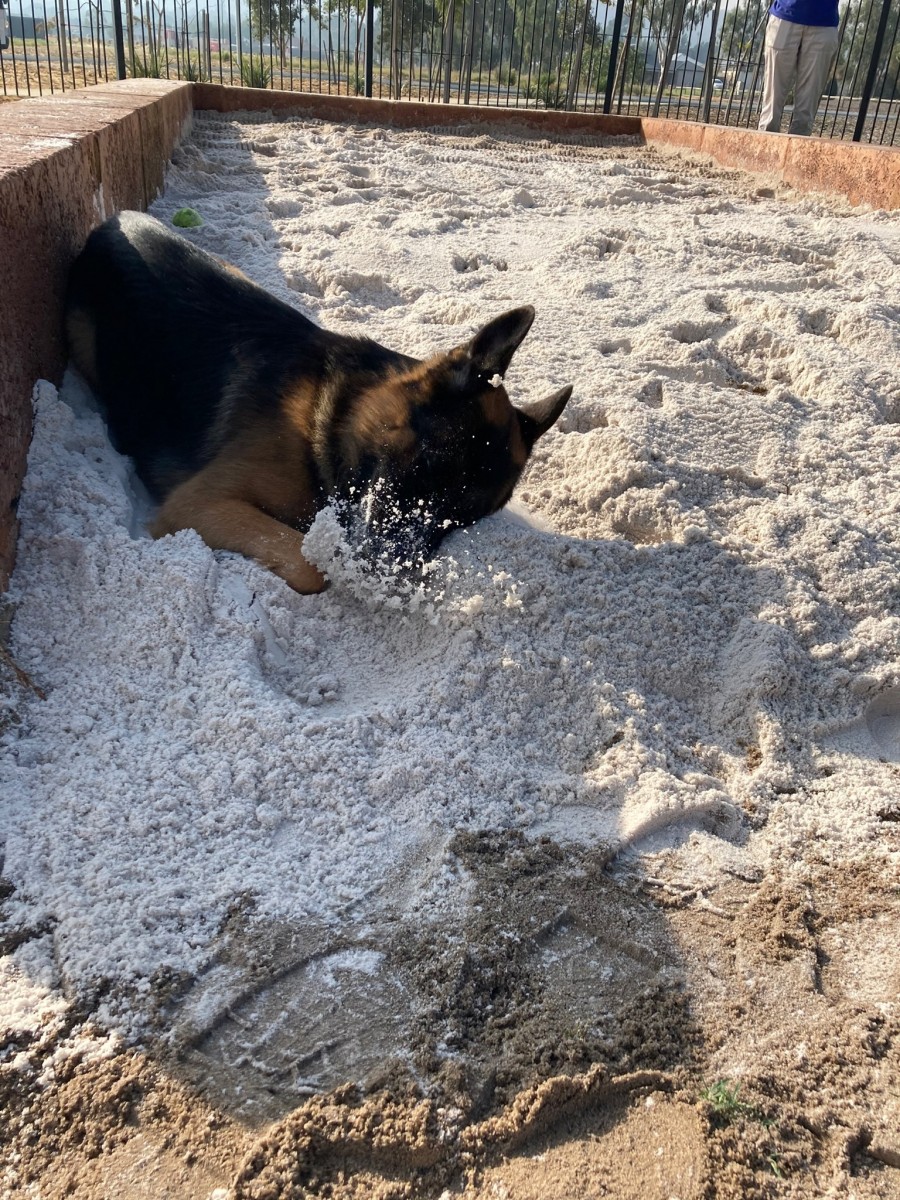 Mosby loves ‘his’ new sandpit