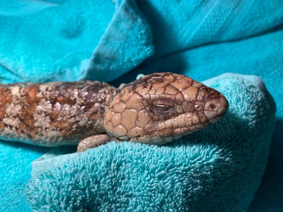 Bobtails are catching the flu