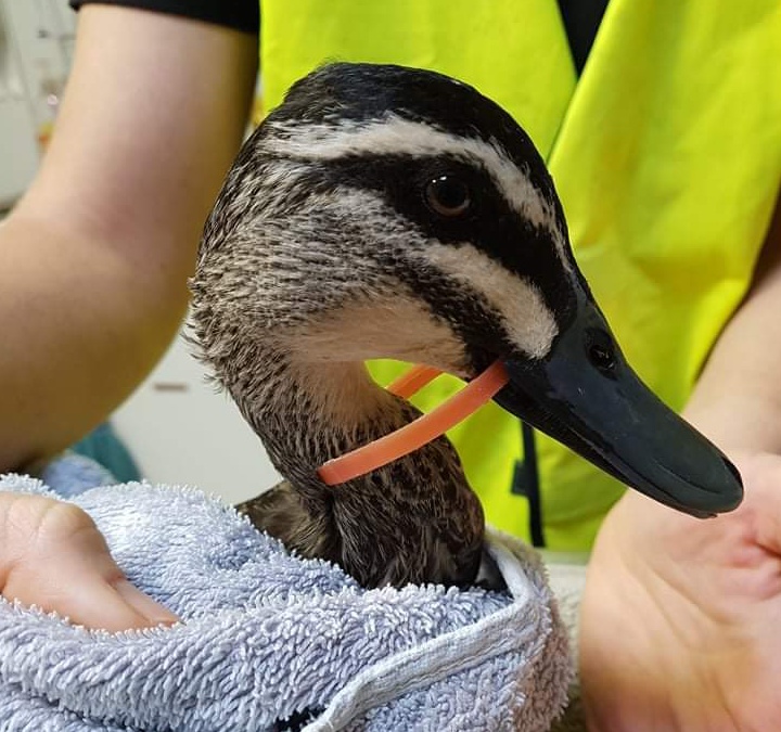 Duck dies from injuries