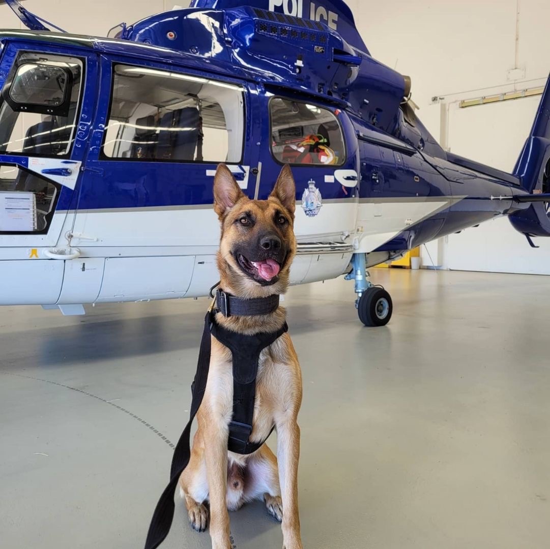 PD Gunner secures another arrest